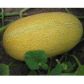 RSM05 Wobi kleine hybride super süße hami Melonensamen